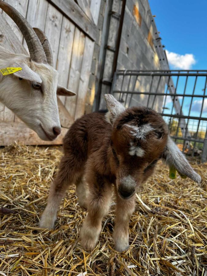 Gite La Truffiere Gras Dış mekan fotoğraf