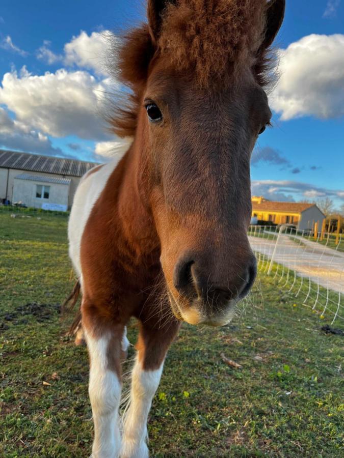 Gite La Truffiere Gras Dış mekan fotoğraf