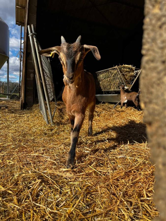Gite La Truffiere Gras Dış mekan fotoğraf