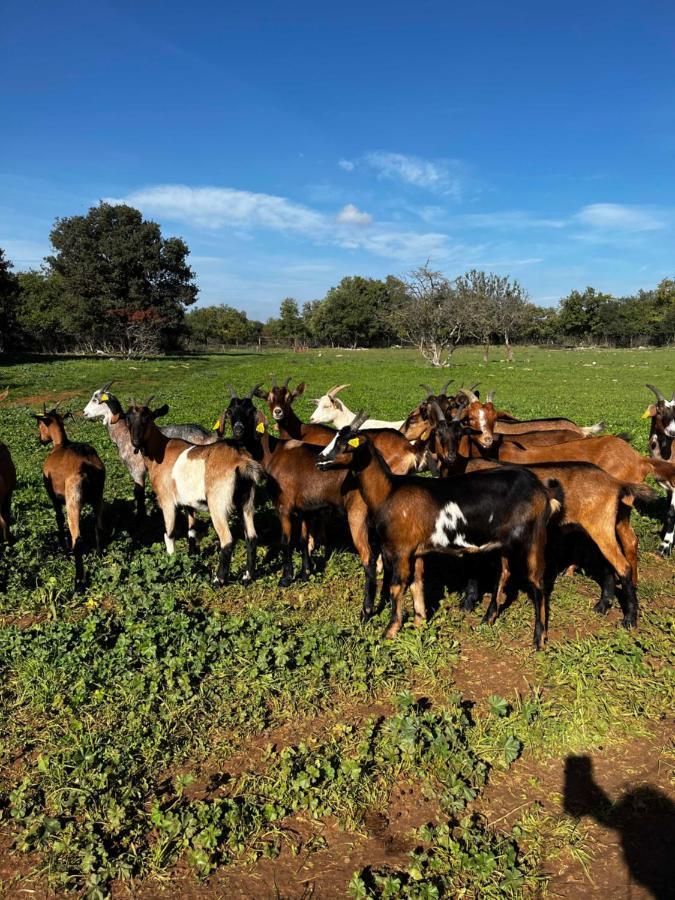 Gite La Truffiere Gras Dış mekan fotoğraf