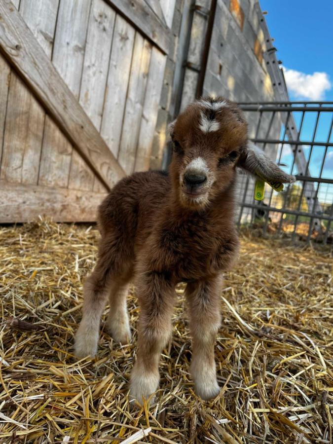 Gite La Truffiere Gras Dış mekan fotoğraf