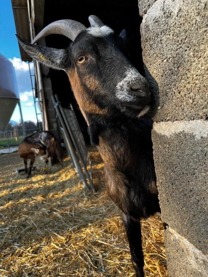 Gite La Truffiere Gras Dış mekan fotoğraf